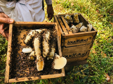 Load image into Gallery viewer, Raw Honey Combo Pack – 100% Pure Kerala Raw Honey (500 gm + 500 gm) - Loudfood