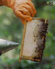 Load image into Gallery viewer, Forest, Raw, Natural &amp; Tribal Honey Combo – 4 Bottle Kerala Pack
